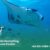 Manta Snorkeling Nusa Penida