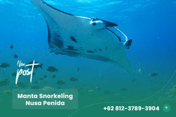 Manta Snorkeling Nusa Penida