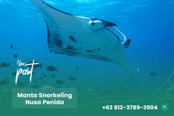 Manta Snorkeling Nusa Penida